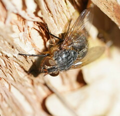 Calliphora hilli