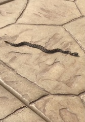 Crotalus oreganus helleri