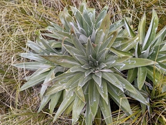 Celmisia semicordata