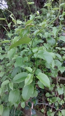 Muehlenbeckia australis