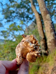 Cantharellus pallens