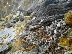 Leucogenes grandiceps