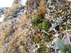 Anisotome pilifera