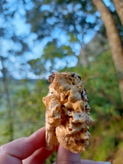 Cantharellus pallens