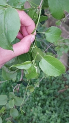 Muehlenbeckia australis