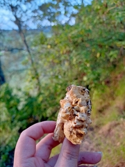 Cantharellus pallens