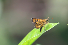 Ampittia virgata