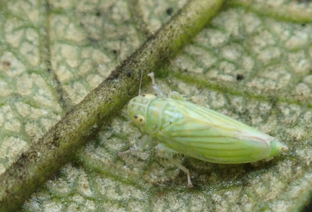 Neocoelidia balli