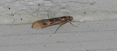 Nomophila nearctica