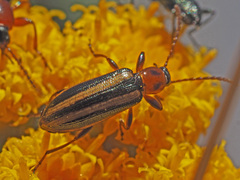 Neoeutrapela