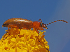 Neoeutrapela