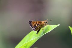 Ampittia virgata