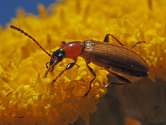 Neoeutrapela