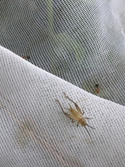 Trigonidium japonicum