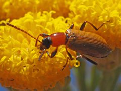 Neoeutrapela