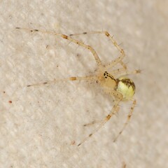 Pityohyphantes