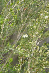 Melaleuca ericifolia