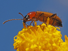 Neoeutrapela