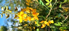 Crotalaria pumila