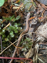 Batrachoseps attenuatus