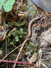 Batrachoseps attenuatus