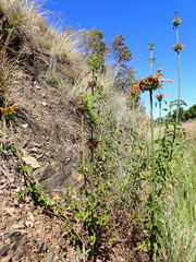 Leonotis ocymifolia