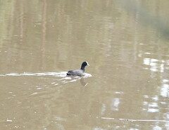 Fulica atra australis