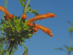 Leonotis ocymifolia