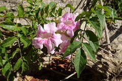 Podranea ricasoliana