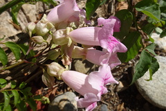Podranea ricasoliana