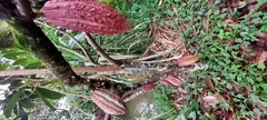 Theobroma cacao