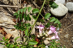 Podranea ricasoliana