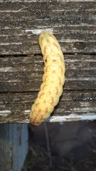 Lacanobia contigua
