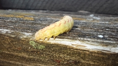 Lacanobia contigua