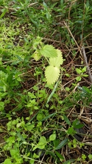 Urtica urens