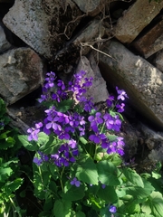 Orychophragmus violaceus