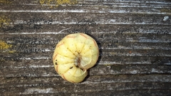 Lacanobia contigua