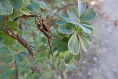 Coronilla valentina glauca