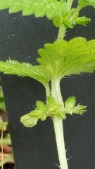 Urtica urens