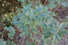 Coronilla valentina glauca