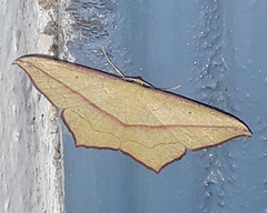 Timandra convectaria