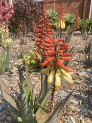 Aloe cameronii