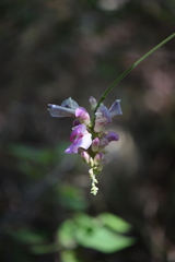 Canavalia septentrionalis