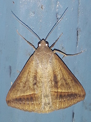 Mocis frugalis