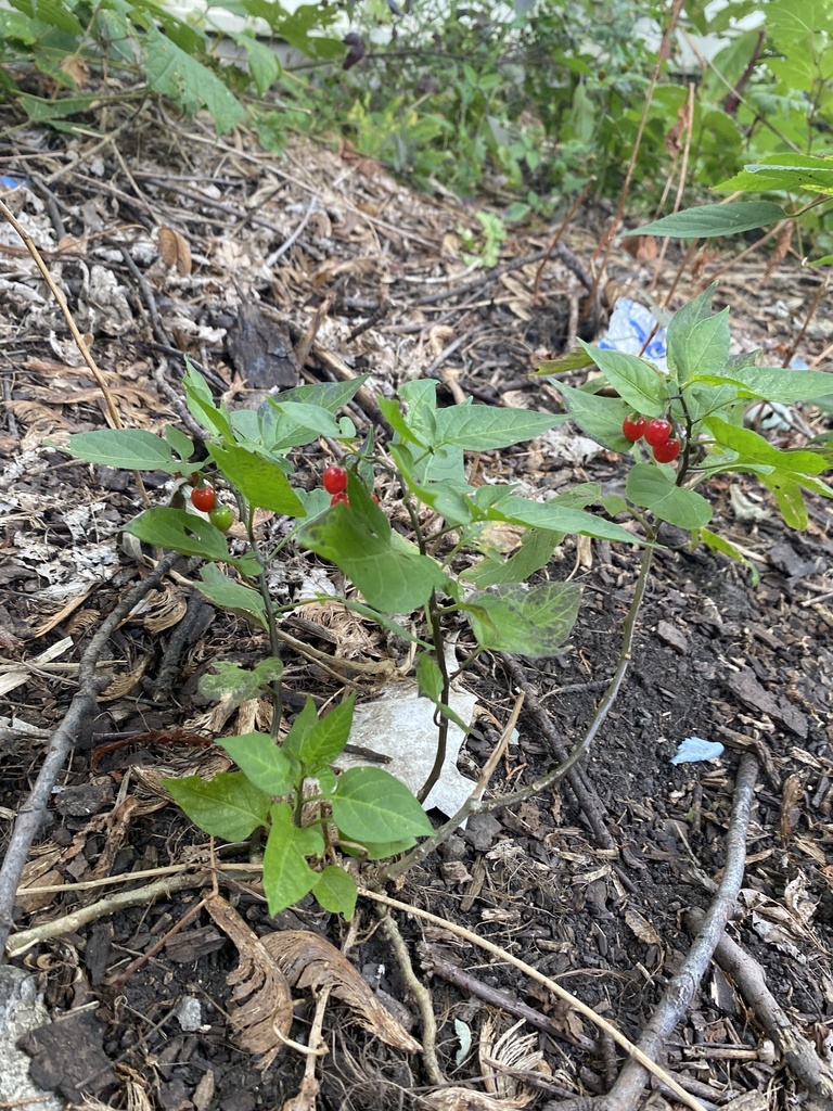bittersweet nightshade from 45th St, Lyons, IL, US on September 25