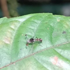 Teleopsis pallifacies