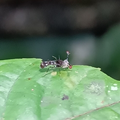 Teleopsis pallifacies