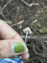 Mycena capillaripes