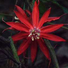 Passiflora involucrata