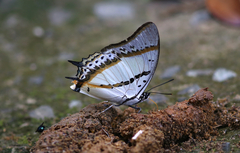 Polyura nepenthes